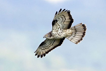 Honey Buzzard