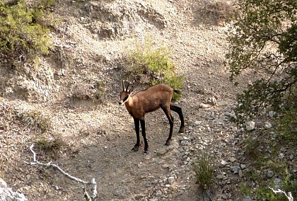 The chamois of Luberon