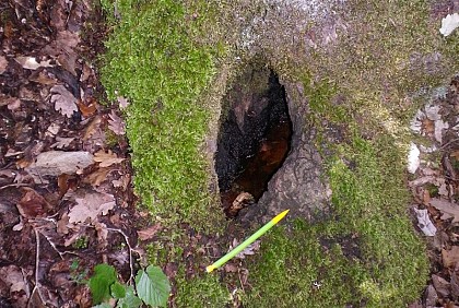 Forêt ancienne et dendrotelmes