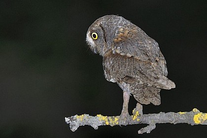 Chanteur des nuits d’été…