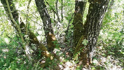 Le taillis de chênes