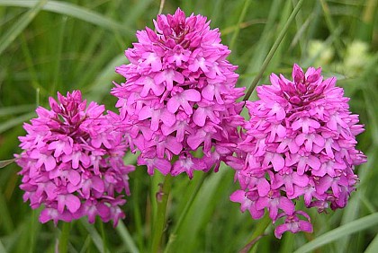 PELOUSE DE LA COTE DU MOULIN