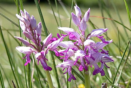 PELOUSES ET LANDES DES BRUYERES