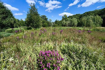 Marais du ruisseau de Vanosse