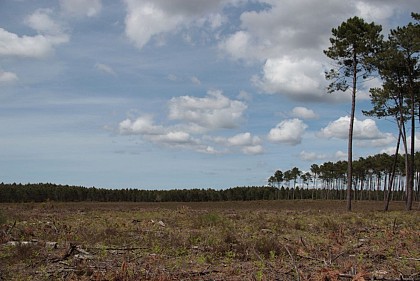 Forestry