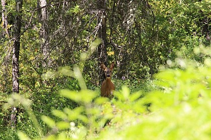Chevreuil ou biche ?