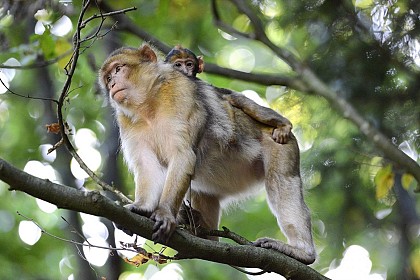 La Montagne des Singes