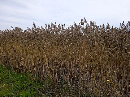 Marais de l'anse du Cul de loup