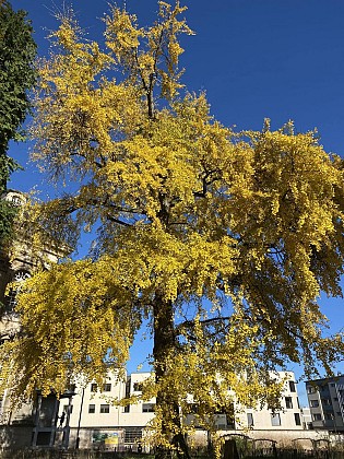Ginkgo biloba de Toul - arbre remarquable de France