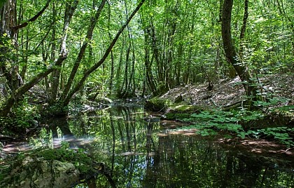 Forêt royale