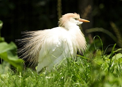 The Ornithological Park "Les Oiseaux du Marais Poitevin"