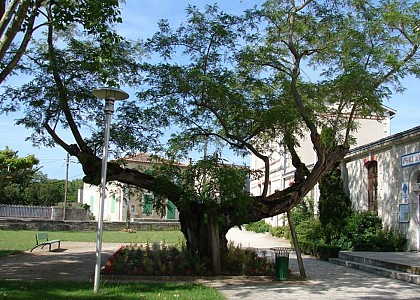 Saint-Hilaire-la-Palud, capital of the Marais sauvage