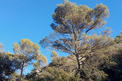 Le pin d'Alep