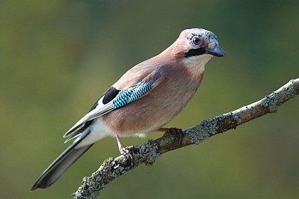 Faune sauvage du Luberon