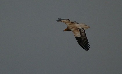 Vautour percnoptère, espèce protégée en danger