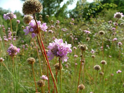 Espace Naturel Sensible : le sentier des Rossignols