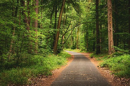 Forest of Fontainebleau (Forêt de Fontainebleau)