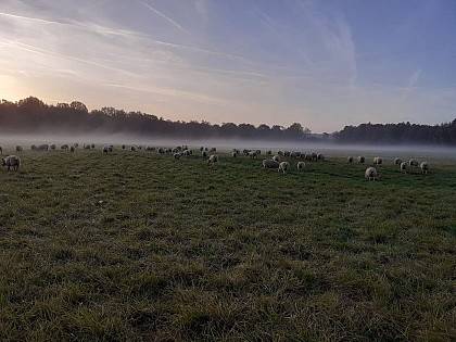 Cocottes et Compagnies de la Forêt