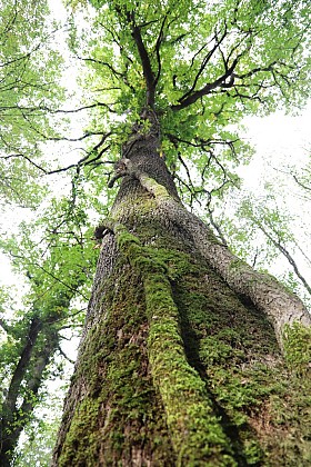 Sortie nature : Éloge de la biodiversité forestière, spéciale détox après les fêtes