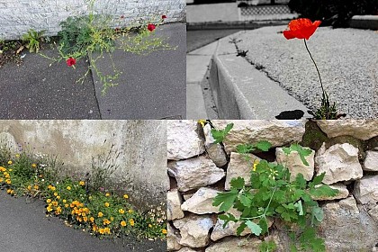 Plantes spontannées