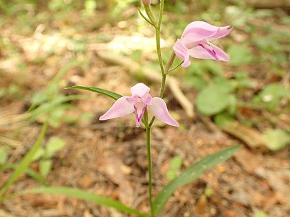 La Céphalanthère rouge