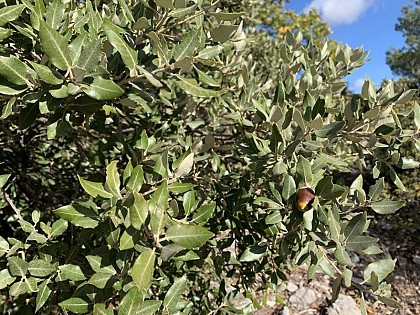 Feuilles du Chêne vert