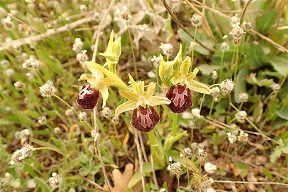 L'Ophrys de Provence