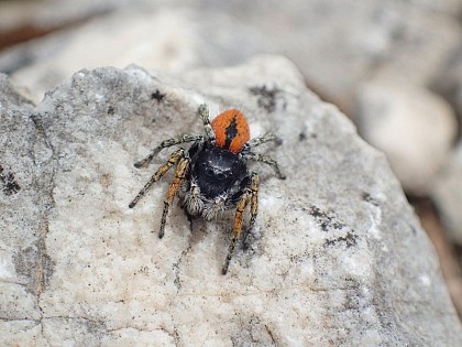 La Saltique sanguinolente