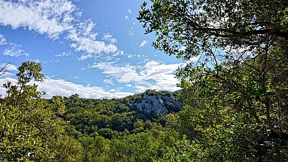 Les forêts méditerranéennes, riches et menacées