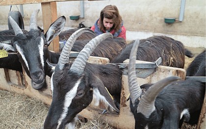 La kabane à kabris