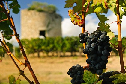 Médoc