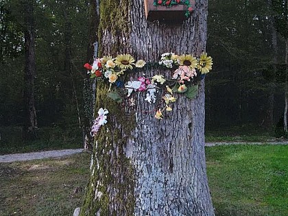 Le Chêne de la Vierge