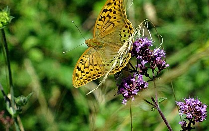 Visite guidée - Insectes à vue