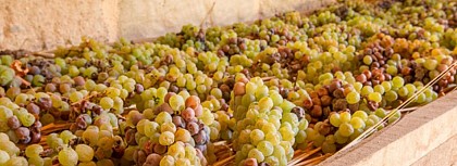 Domaine Champs du Cellier