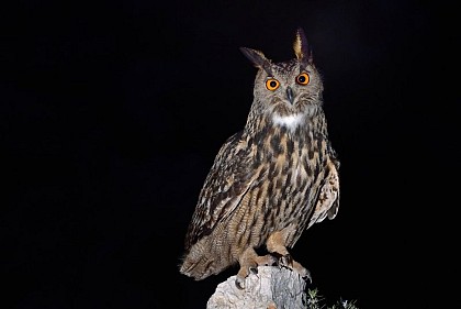 Le Grand-duc d'Europe