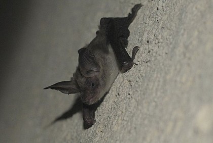 Le Murin de Bechstein