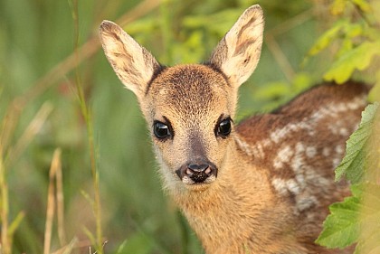 Visite sur la trace des animaux en forêt de Fontainebleau
