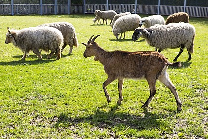 Ferme départementale des Chanteraines