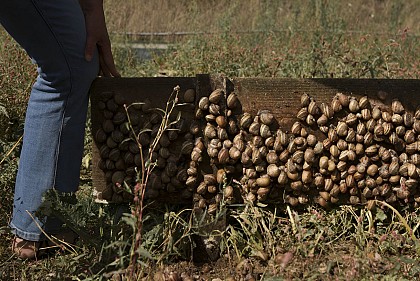 Les Escargots de l'Odon