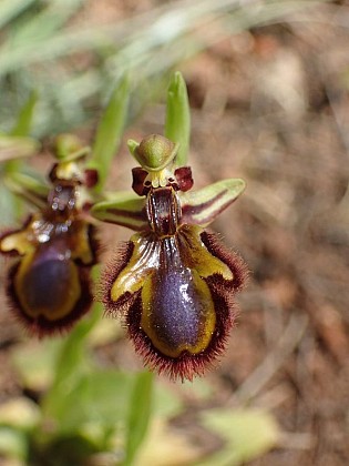 L'Ophrys miroir