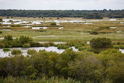 Réserve naturelle nationale de l’étang de Cousseau