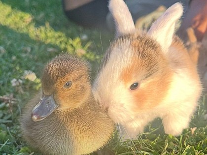 Ferme pédagogique Le domaine de Capucine