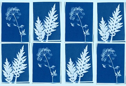 ANIMATION CYANOTYPE