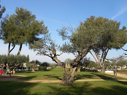 The Olive Garden