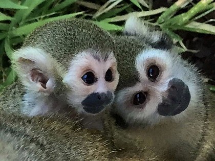 Tropical Zoological Garden