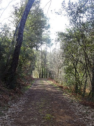 Forêt de chênes verts