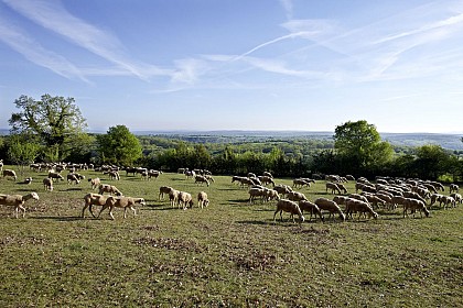 Les pelouses sèches
