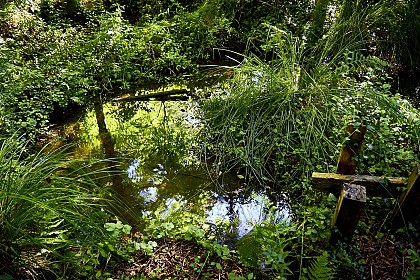 La source et le bois humide