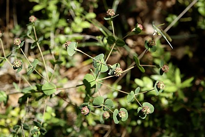 Flore du Causse