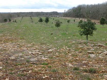 La truffière des Ginestes